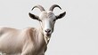 © Abbas - a goat isolated on white background