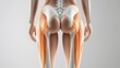 © tono boys - Female anatomy, posterior view, highlighting hip and thigh muscles and bones.