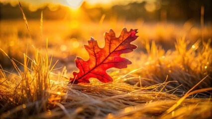 Aufkleber - A lone, red oak leaf rests in a field of golden grass, illuminated by the warm glow of the setting sun.