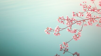 Poster - Pink cherry blossoms on a serene lake surface, close-up shot, Minimalist style