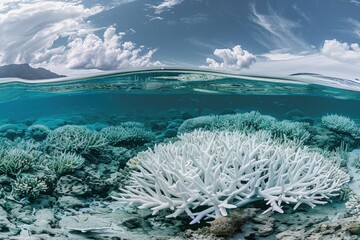 Poster - Coral reef thriving under a dramatic cloudy sky in a crystal-clear lagoon showcasing marine biodiversity and vibrant underwater life