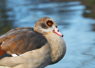 Wall Mural - Close-up portrait of an adult female Nile or Egyptian goose (Alopochen aegyptiaca) against the background of water