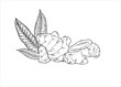© Masha_tolk_art - Ginger root or horseradish, leaves line art black ink sketch illustration. Natural organic spice food ingredients monochrome flat. For advertising products that strengthen the immune system