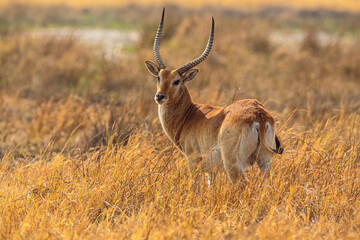 Wall Mural - Red Lechwe (Kobus leche) standing in tall grass on the floodplain of the Khwai River, Moremi Game Reserve Botswana