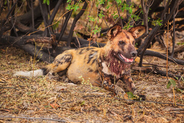Wall Mural - african wild dog (lycaon pictus) with bloody hairs around its neck resting under a bush after eating