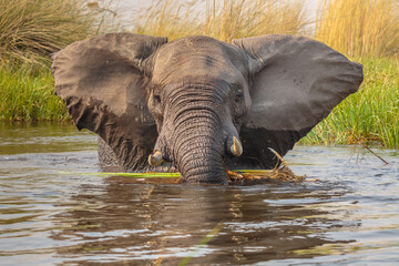 Wall Mural - african elephant (loxodonta africana) foraging in a small river in the okavango delta, moremi game r