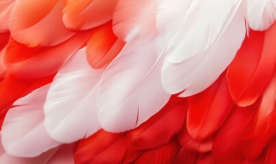 Poster - Vibrant Red and White Feathers Displaying Textures and Patterns in Nature