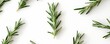 © Usama - High-res photo of rosemary leaves on white background, intricately detailed, professional stock image.