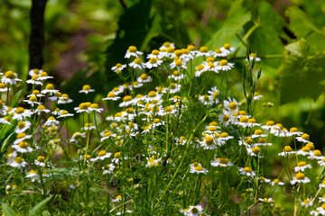 Aufkleber - Medicinal chamomile, Matricaria chamomilla L. 
These are medicinal plants. They are used in alternative medicine. 