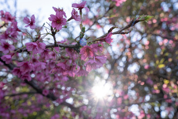Wall Mural - floral. closeup view of prunus serrulata, also known as japanese flowering cherry or sakura, branche
