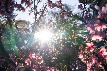 Wall Mural - floral. closeup view of prunus serrulata, also known as japanese flowering cherry or sakura, branche