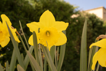 Wall Mural - floral. closeup view of a daffodil flower of yellow petals, winter blooming in the garden