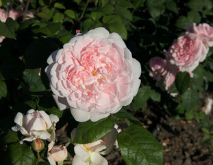 Wall Mural - spring flowers. roses blossom in the garden. closeup view of beautiful rosa eglantyne, green leaves,