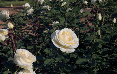 Wall Mural - landscaping and floral design. beautiful bouquet roses spring blooming in the park. view of elina ro