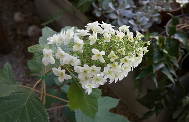 Wall Mural - floral. closeup view of hydrangea quercifolia, also known as oakleaf hydrangea, flowers of white pet