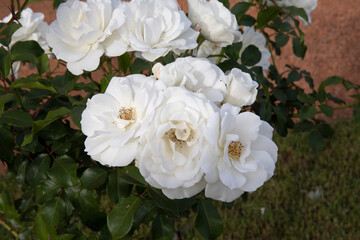 Wall Mural - floral. closeup view of iceberg roses spring blooming in the park.