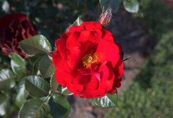Wall Mural - floral. closeup view of rosa imperator crimson wave, green leaves and flowers of red petals, blossom