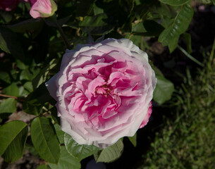 Wall Mural - flowers blooming in the park. closeup view of rosa gertrude jekyll flowers of pink and white petals,