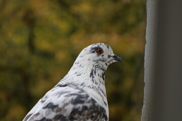 Wall Mural - White male Pigeon closeup portrait, dove face photography, summer city atmosphere 