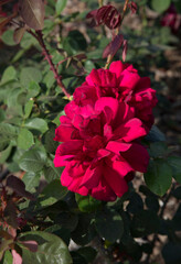 Wall Mural - red roses. closeup view of rosa oklahoma flower of red petals, blooming in spring in the garden