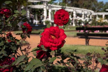 Wall Mural - red roses blooming in the park. closeup view of rosa marcel pagnol flowers of red petals, blossoming