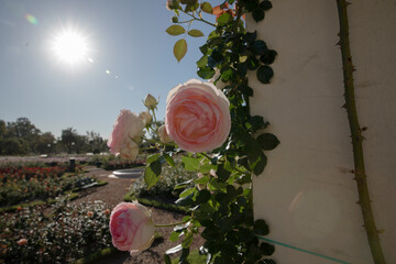 Wall Mural - spring flowers. roses blossom in the garden. closeup view of climbing rosa pierre de ronsard, also k