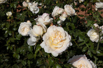 Wall Mural - flower bed. white roses blooming in the park. closeup view of rosa tchaikovsky flowers of white peta