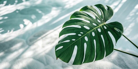 Aufkleber - A single, vibrant green leaf with intricate fenestrations against a blurred background of soft, light-dappled textures.