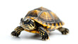 © Aino Minako - A small turtle is standing on a white background