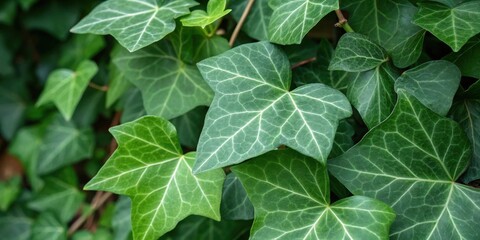 Aufkleber - A close-up view of lush green ivy leaves, showcasing their intricate vein patterns and natural beauty.
