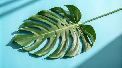 Aufkleber - A Single Lush Green Leaf with Unique Holes on a Light Blue Background with Sunbeams Casting Shadows