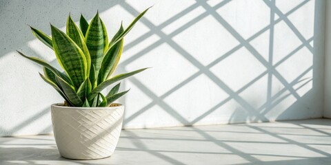 Aufkleber - A potted green plant with long, pointed leaves sits on a light gray surface in a room with a window casting diagonal shadows on the wall and floor.