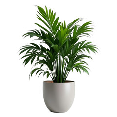 Wall Mural - Green plant in white pot or Plant potted in ceramic vase