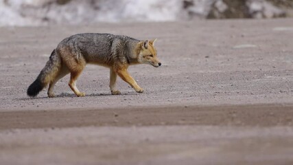 south american gray fox (lycalopex gymnocercus) also known as azara’s fox or pampas fox, walking on 