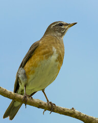 Sticker - Eyebrowed Thrush, White-browed Thrush, Dark Thrush (Turdus obscurus ) on the wood in nature