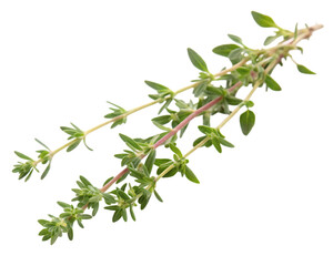a fresh thyme sprig isolated on a transparent background