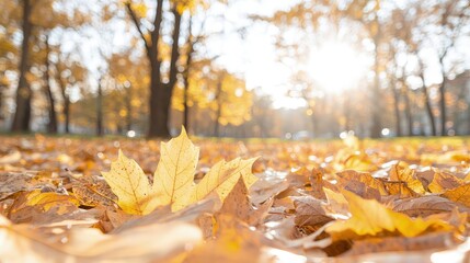 Canvas Print - Close-up of golden autumn leaves on ground, sunlight.