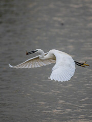 Wall Mural - Egret