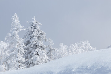 Wall Mural - snow covered trees in white winter mountain landscape