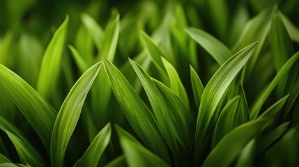 Poster - A close-up shot of green grass tufts, emphasizing the vibrant texture and natural color of the blades, symbolizing growth and nature.