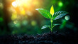 © creative - Young plant seedling growing in soil at sunrise. (3)