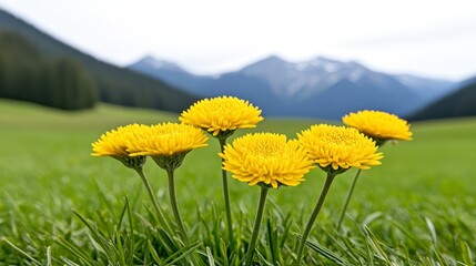 Poster - A cluster of vibrant yellow dandelions blooms in a grassy meadow, with majestic mountains rising in the background under a cloudy sky.