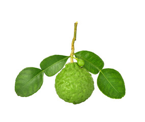 Wall Mural - Bergamot fruit with stem and leaves isolated on transparen png. Clipping path.