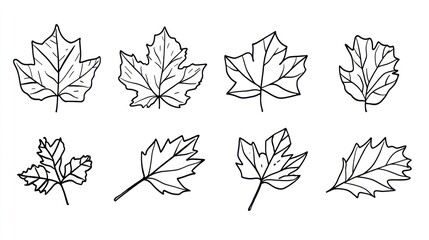 Wall Mural - Eight hand-drawn maple leaves in various shapes and sizes, line art illustration.