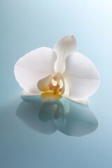 Poster - clean flat lay of single orchid petal displayed on smooth reflective surface under soft natural light