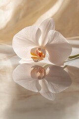 Poster - clean flat lay of single orchid petal displayed on smooth reflective surface under soft natural light