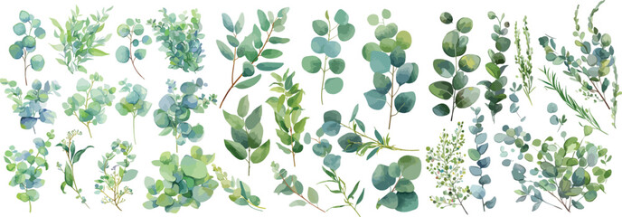 eucalyptus leave watercolor clipart