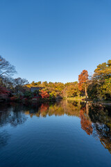 Wall Mural - 井の頭恩賜公園の紅葉