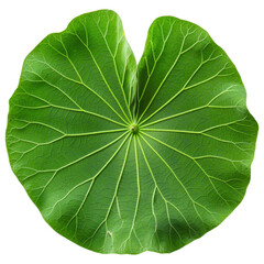 Poster - A large, heart-shaped green leaf showcasing intricate vein patterns, white background, transparent background.