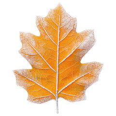 Poster - A vibrant orange leaf with intricate veins and a frosty edge, showcasing the beauty of autumn, white background, transparent background.